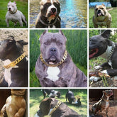 19mm Strong Metal Dog Chain-2